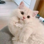 Lucía Torres avatar