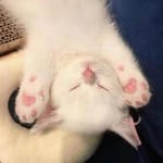 Emilio Rosales avatar