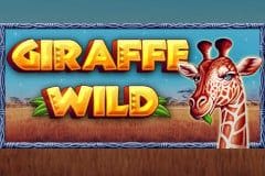 Giraffe Wild